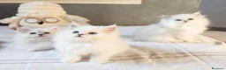 Persiano gatti in vendita: Cuccioli persiani Chinchillà  - Annuncio 5