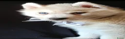Husky cani in vendita: SIBERIAN HUSKY CUCCIOLATA CON PEDIGREE  - Annuncio 2