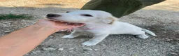 Altre razze cani in regalo: Tenerissimi cuccioli s. Maremmani - Annuncio 9