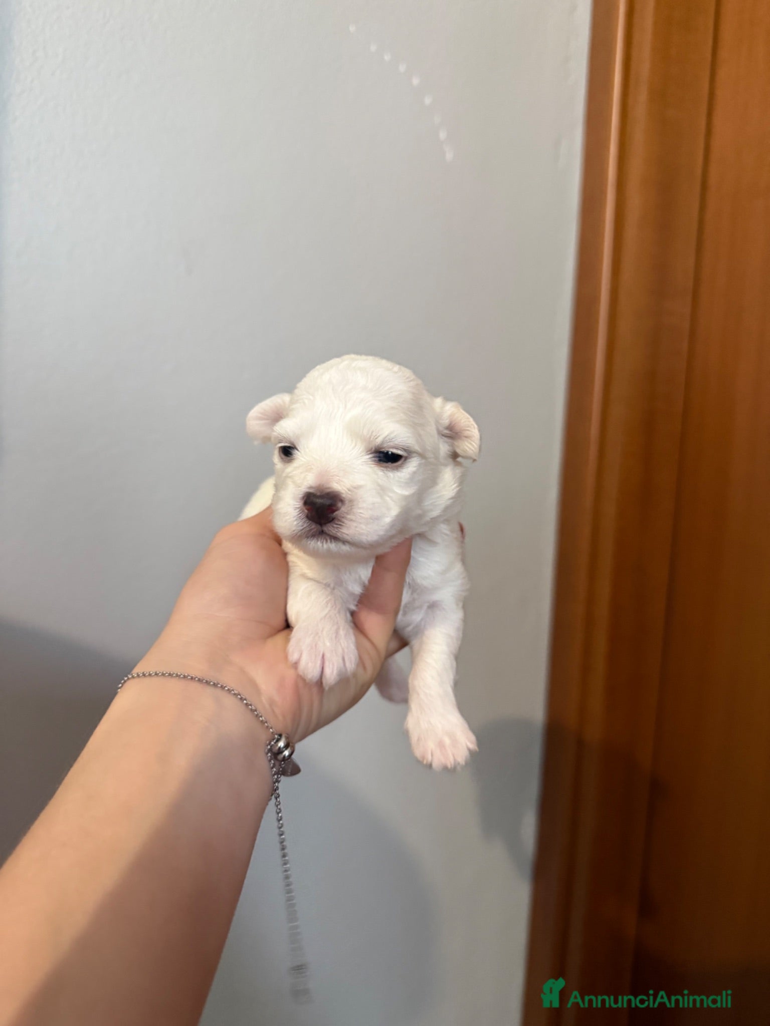 Maltese cani Cuccioli di Maltese  - Annuncio 1