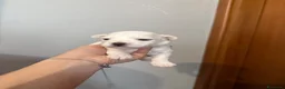 Maltese cani in vendita: Cuccioli di Maltese  - Annuncio 1