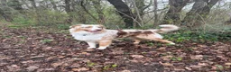 Australian Shepherd cani per accoppiamento: Australian shepherd red Merle per monta  - Annuncio 1