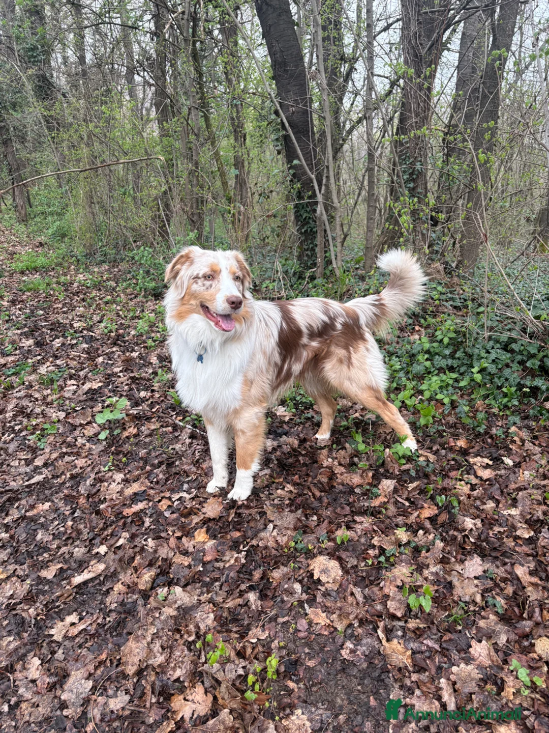 Australian Shepherd cani per accoppiamento: Australian shepherd red Merle per monta  - Annuncio 1