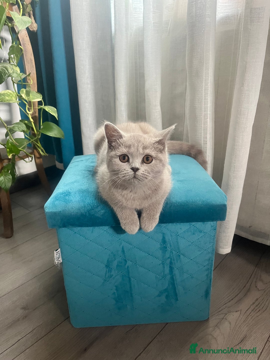 Scottish gatti in vendita: Gattina schottish  a Provincia di Verona - Immagine 7