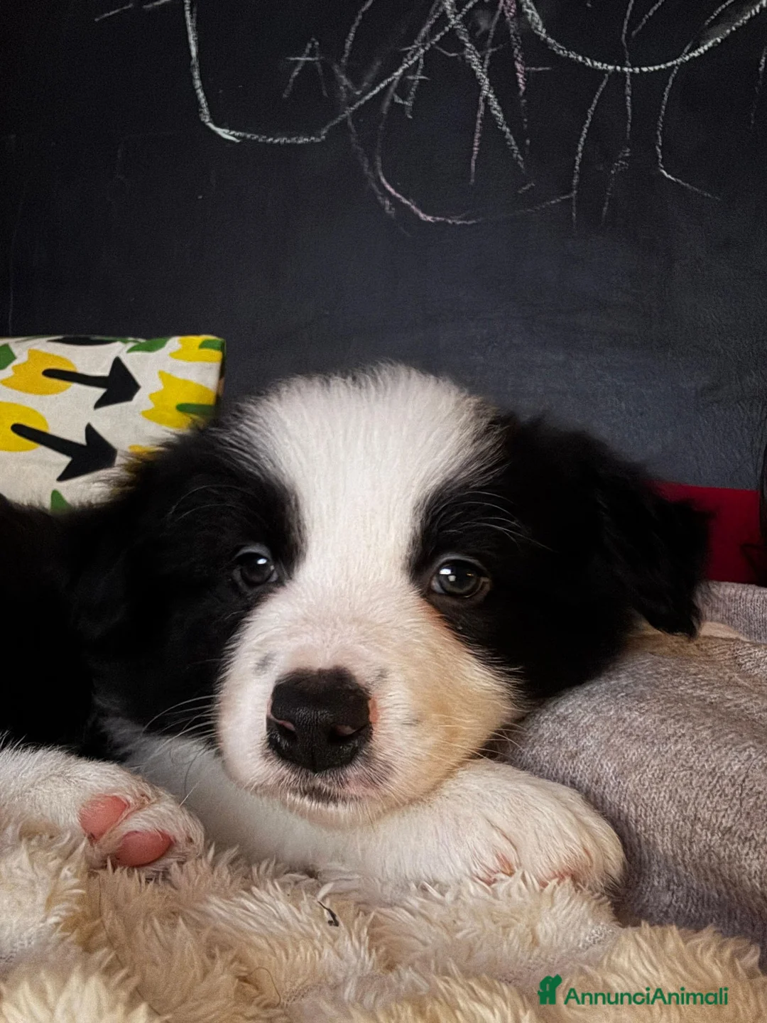 Border Collie cani in vendita: Cuccioli maschi di Border Collie con pedigree ENCI - Annuncio 12