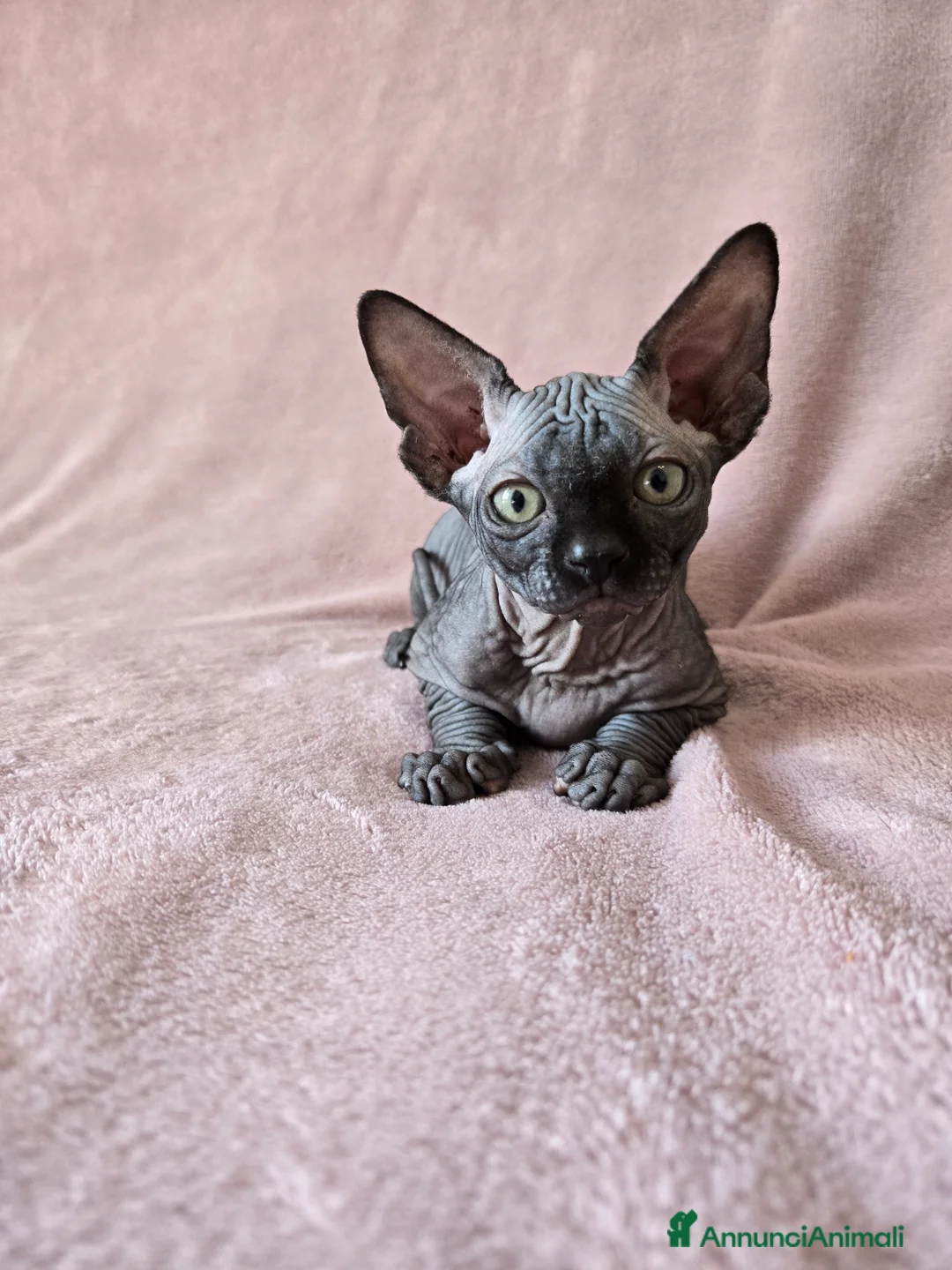 Sphynx gatti in vendita: Cucciolo Sphynx Nero - Annuncio 2