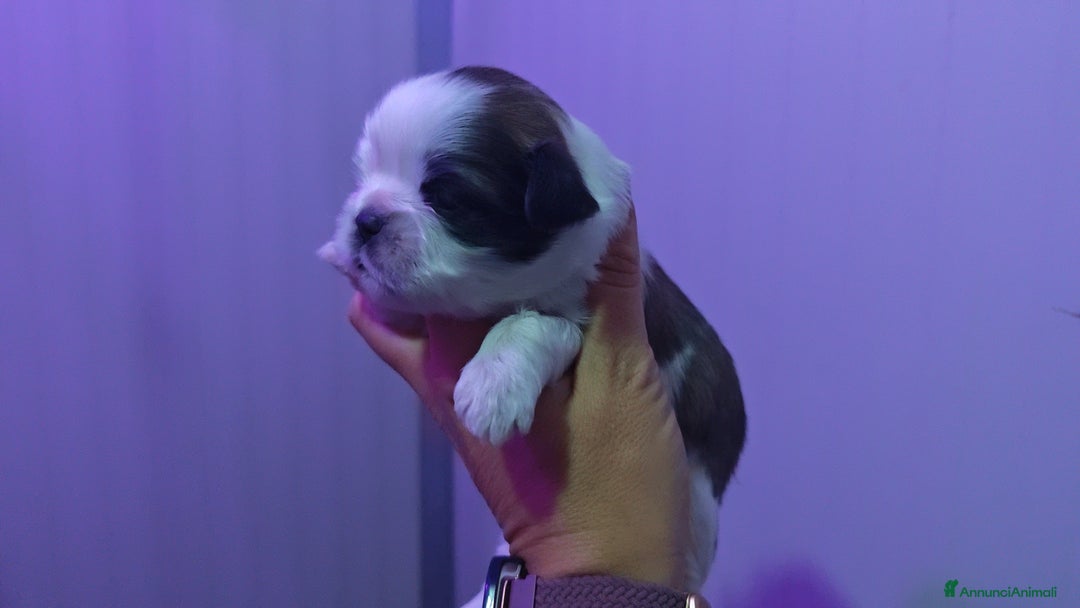 Shih Tzu cani in vendita: Cuccioli di Shih Tzu  - Annuncio 2