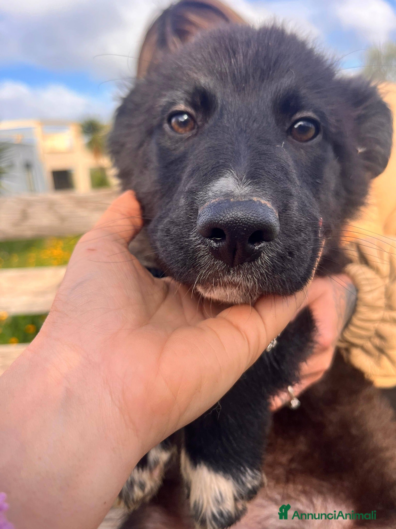 Meticcio gatti Cuccioli belli teneri e giocherelloni - Annuncio 1