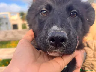 Meticcio gatti Cuccioli belli teneri e giocherelloni - Annuncio 1