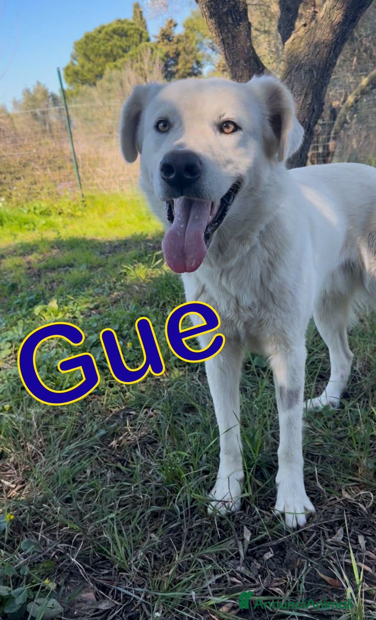 Meticcio cani GUE 💙 non si concede subito. Poi conquista! 😍 - Annuncio 35