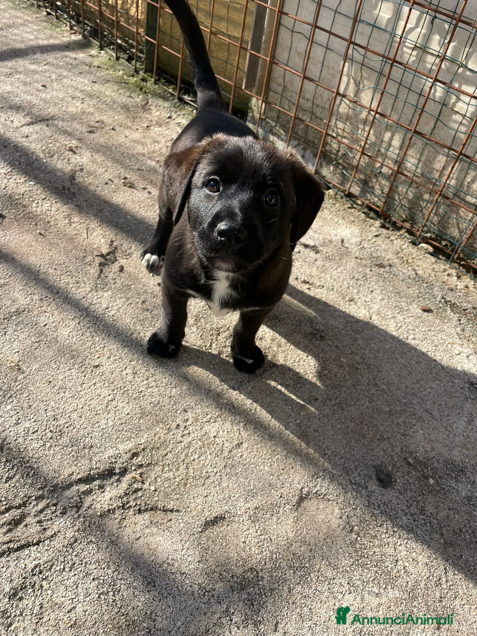 Meticcio cani LO SPLENDIDO MAX - Annuncio 2