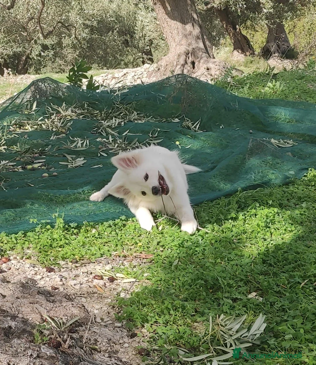 Volpino Italiano cani in vendita: Maschio volpino italiano  - Annuncio 1
