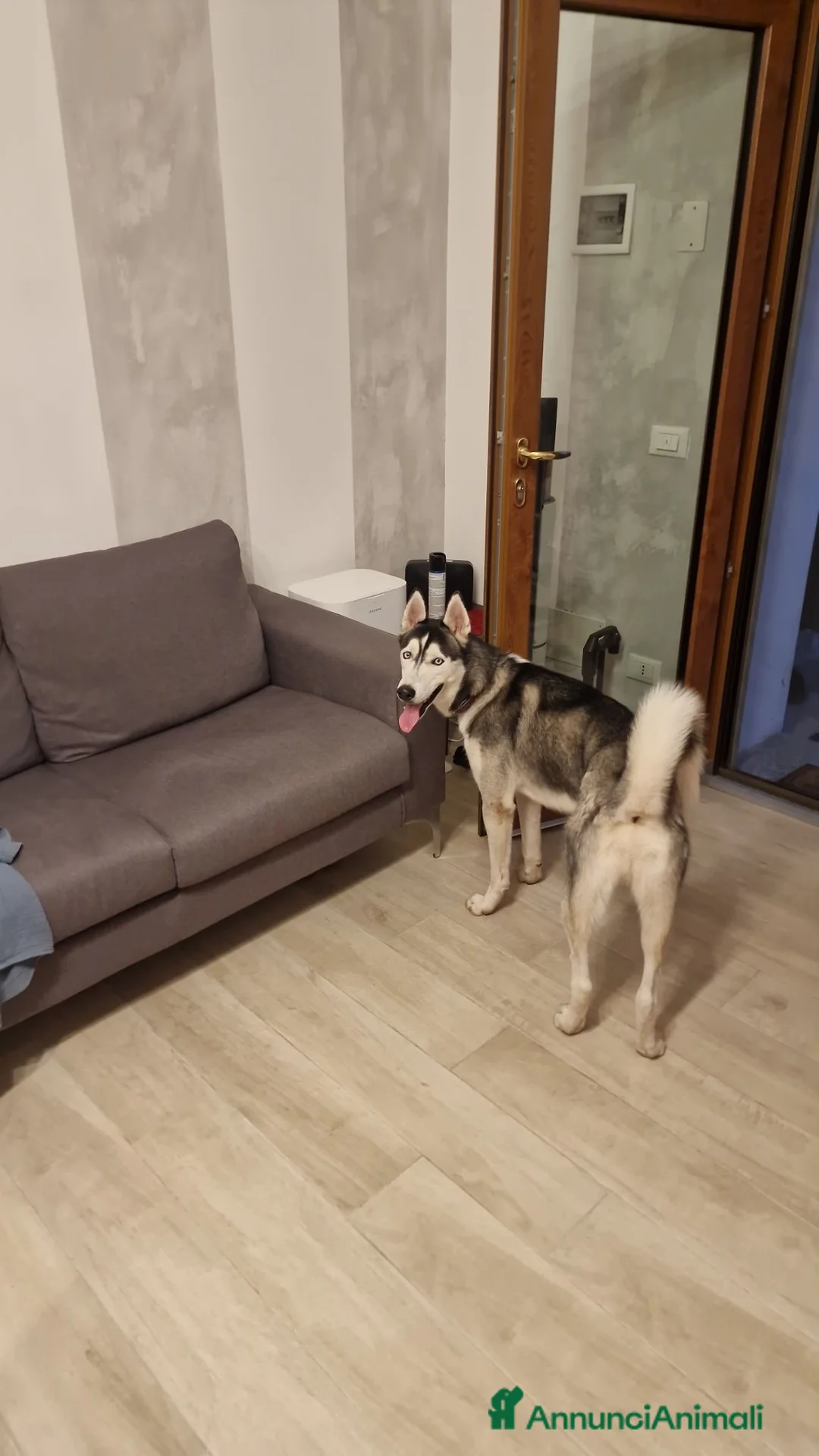 Husky cani in regalo: Cucciolo husky  a Provincia di Cremona - Annuncio 1