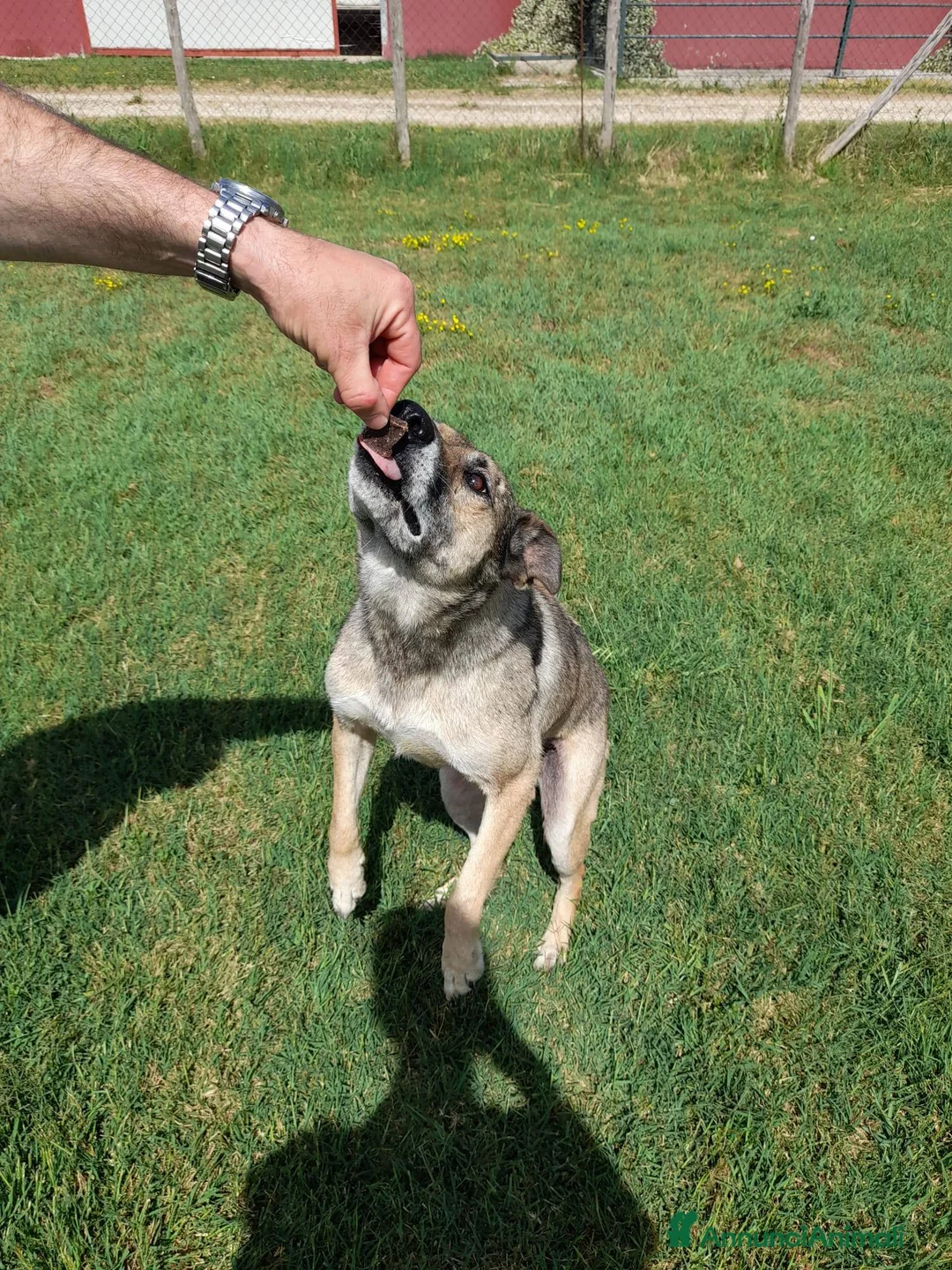 Meticcio cani in regalo: FRANZ, regaliamogli un futuro - Annuncio 8