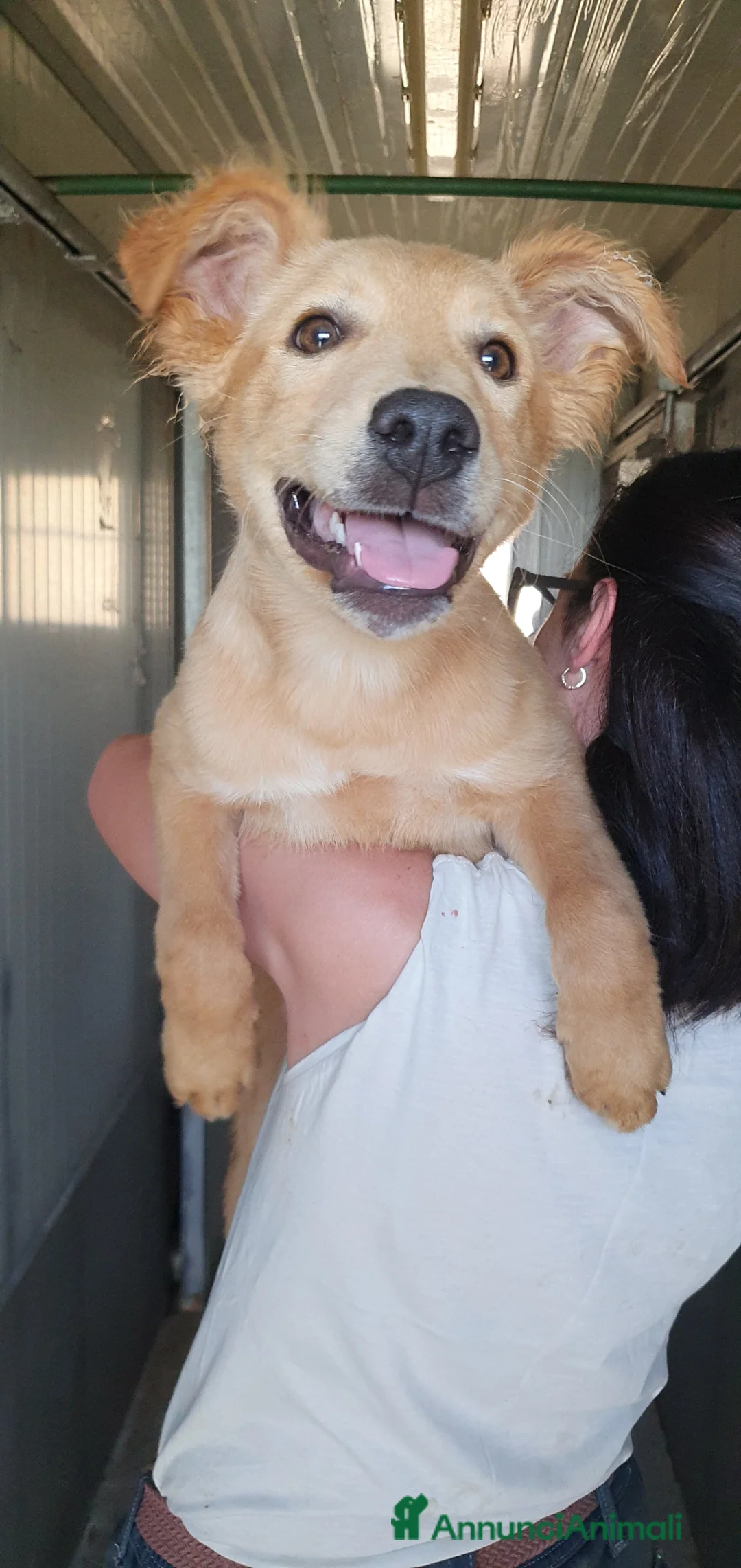 Labrador cani in regalo: Gino, cucciolo mix Labrador in canile - Annuncio 1