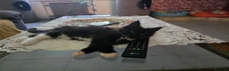 Maine Coon gatti in vendita: Maschio Maine Coon  - Annuncio 4