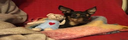Pinscher Miniatura cani in regalo: STARLET, MINI PINSCHER dolcissima - Annuncio 13