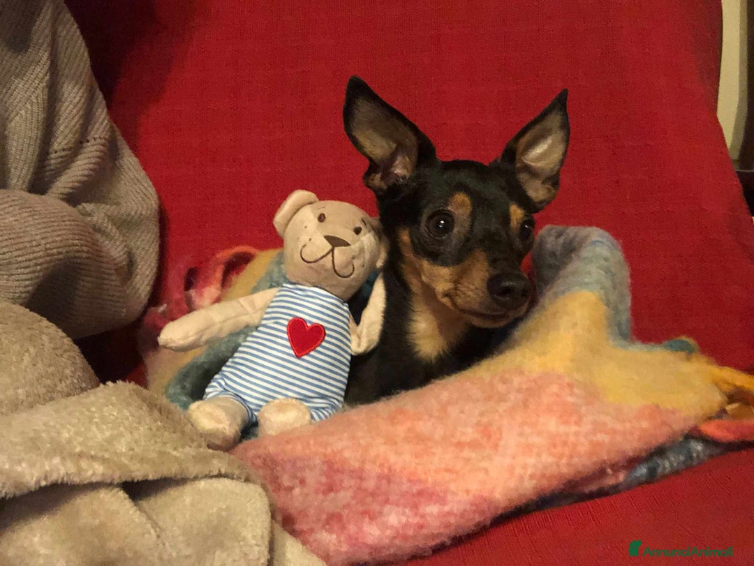 Pinscher Miniatura cani in regalo: STARLET, MINI PINSCHER dolcissima - Annuncio 13
