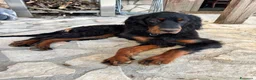 Setter Gordon cani in vendita: Cucciolo setter Gordon  - Annuncio 3