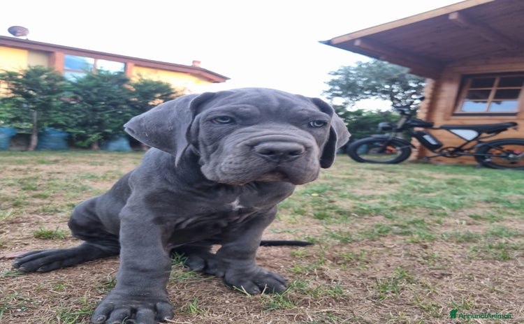 Cane Corso cani a Provincia di Verona - Annuncio 1