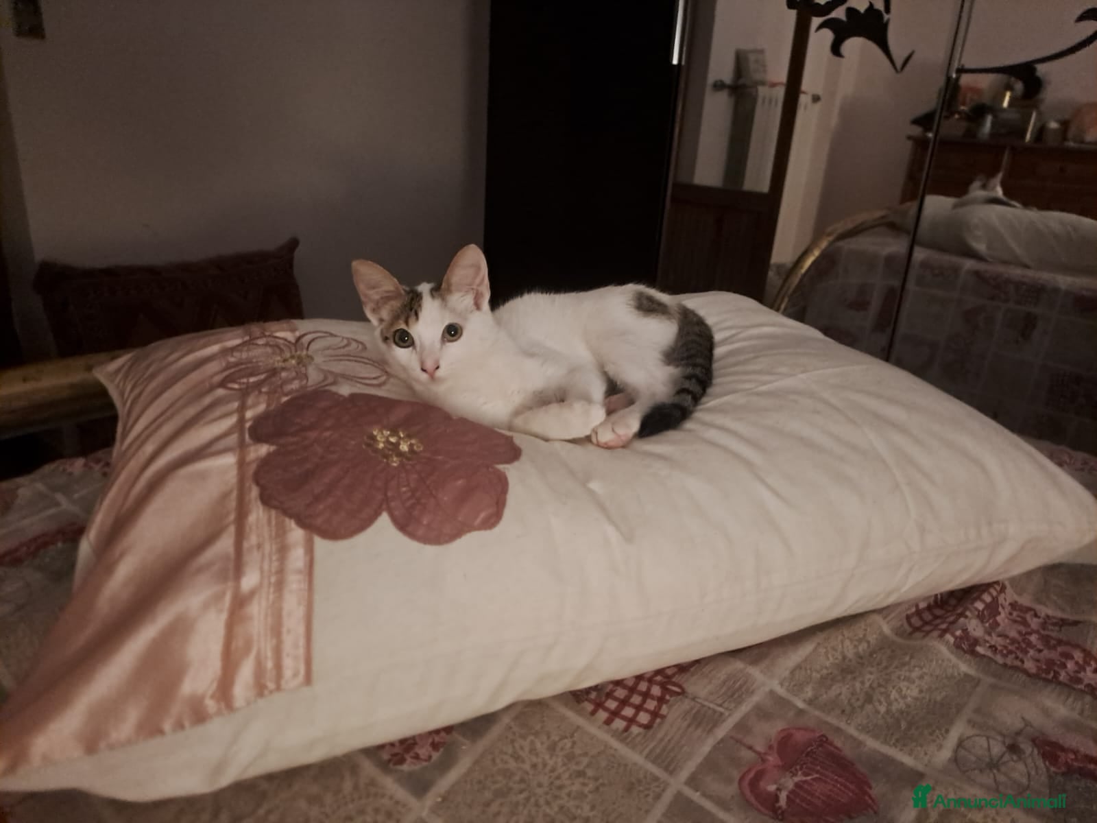 Europeo gatti Tenera assuntina a Provincia di Viterbo - Annuncio 2