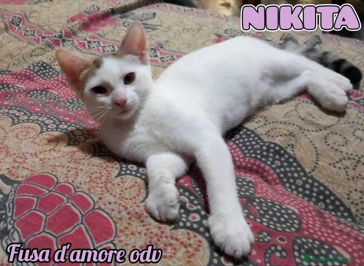 Europeo gatti NIKITA, dolce gattina in adozione  - Annuncio 8
