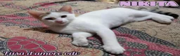Europeo gatti in regalo: NIKITA, dolce gattina in adozione  - Annuncio 1