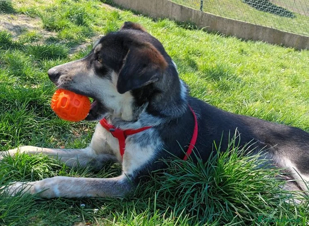 Meticcio cani in regalo: BENNY allegro,gioca con le palline a Provincia di Perugia - Annuncio 6