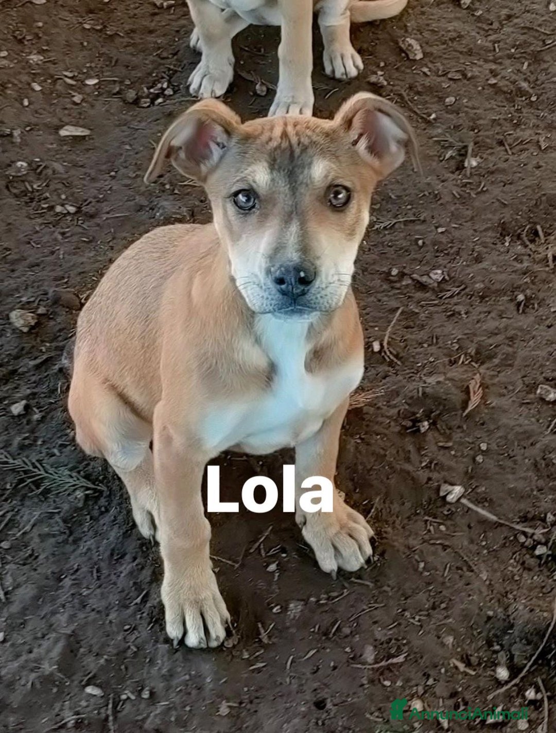 Pitbull cani in regalo: Splendide cucciole di pitbull in regalo - Annuncio 4