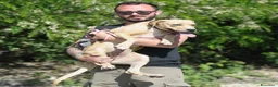 Meticcio cani in regalo: PIUMETTA - Annuncio 3