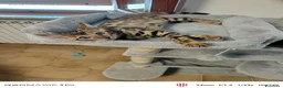 Bengala gatti in vendita: Bengala  - Annuncio 3