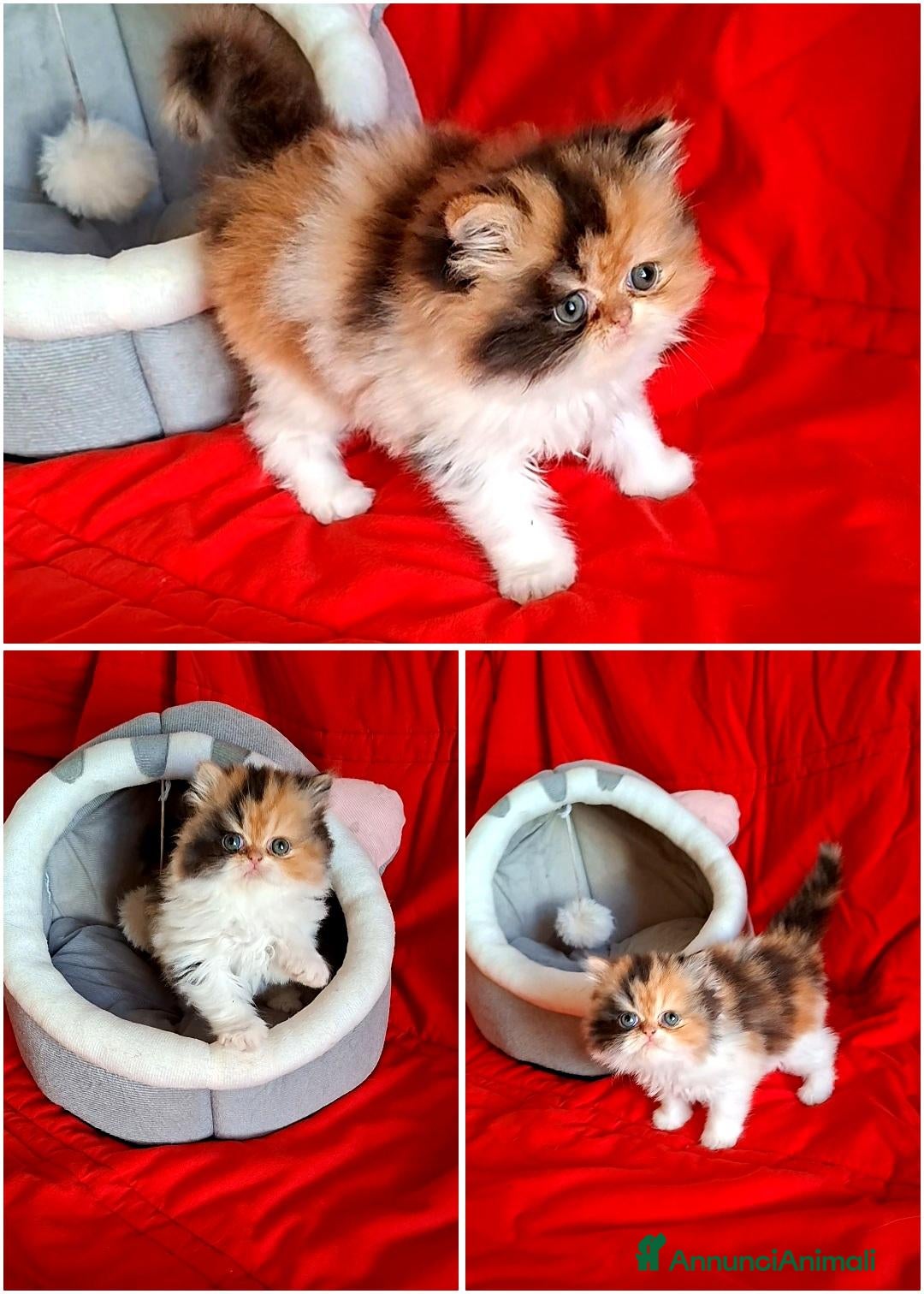 Persiano gatti Persiano dollface  - Annuncio 1