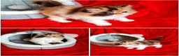Persiano gatti in vendita: Persiano dollface  - Annuncio 1