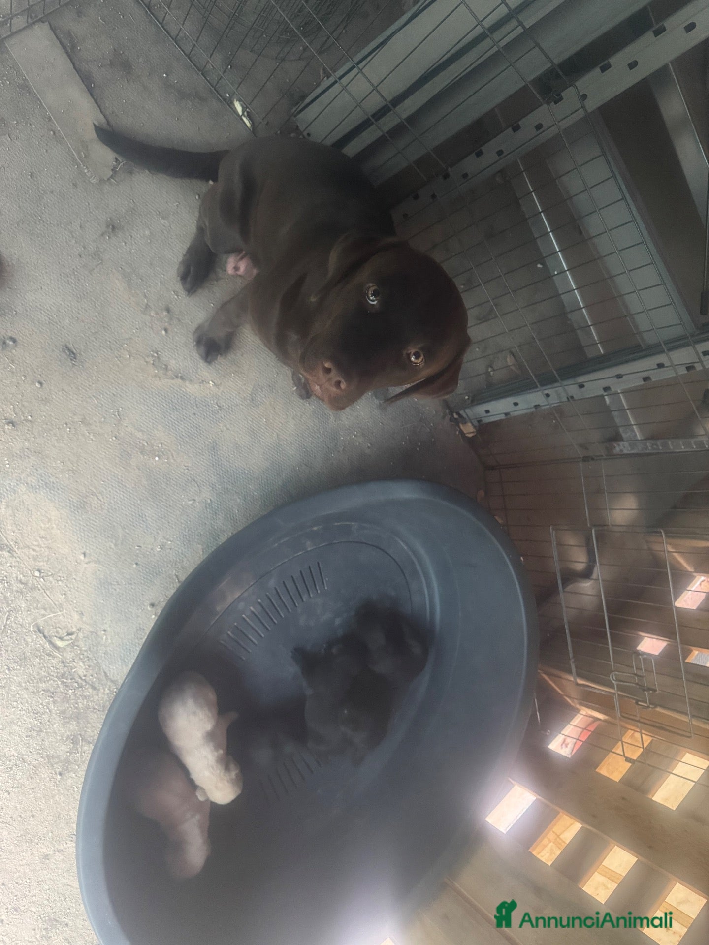 Labrador cani Cuccioli di Labrador miele e neri a Spoleto (PG) - Annuncio 2