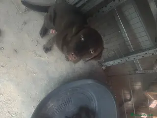 Labrador cani Cuccioli di Labrador miele e neri a Spoleto (PG) - Annuncio 2