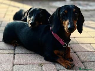 Bassotto cani cucciole di bassotto nano a pelo corto - Annuncio 6