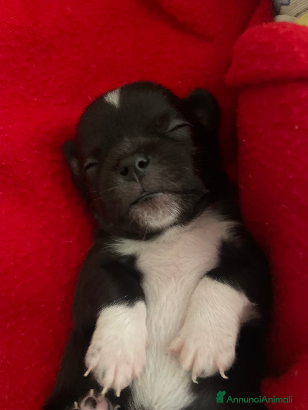 Chihuahua cani in vendita: Cuccioli di Chihuahua   a Provincia di Massa e Carrara - Immagine 4