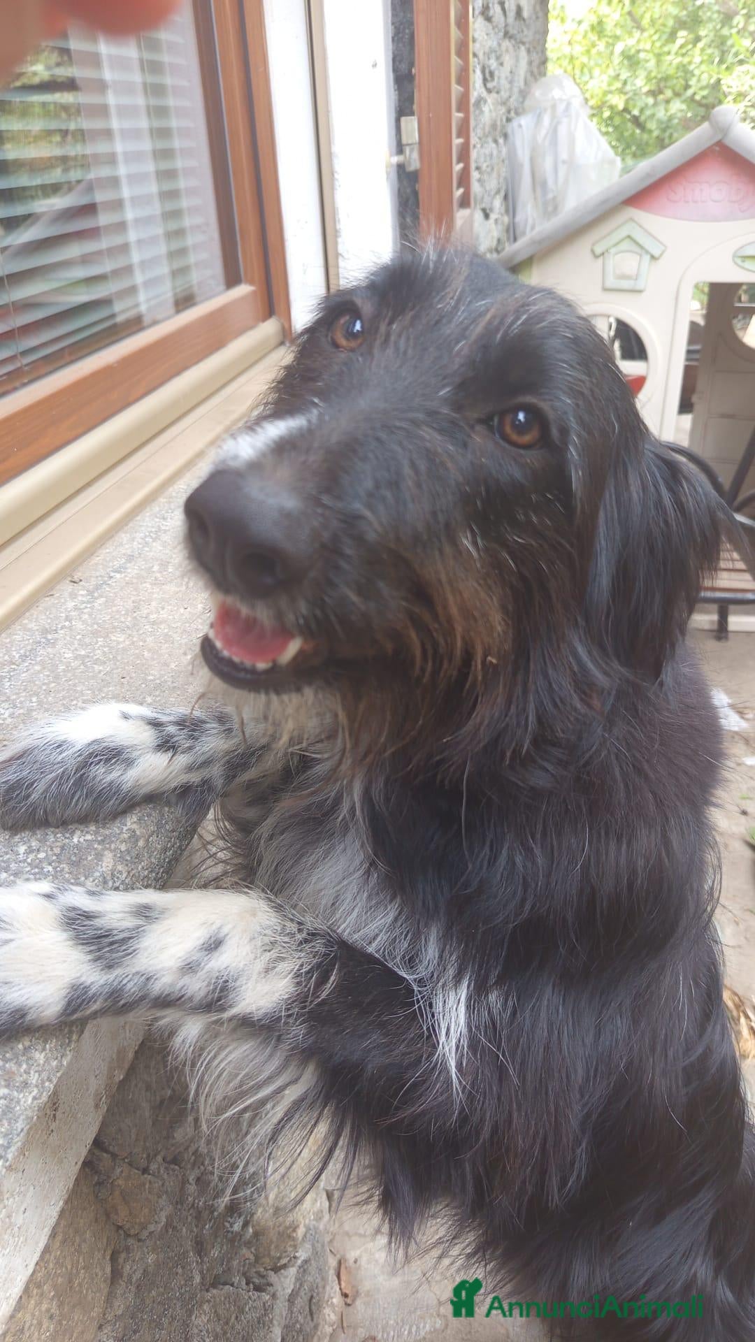 Meticcio cani Cerchiamo una nuova famiglia per pablo - Annuncio 21