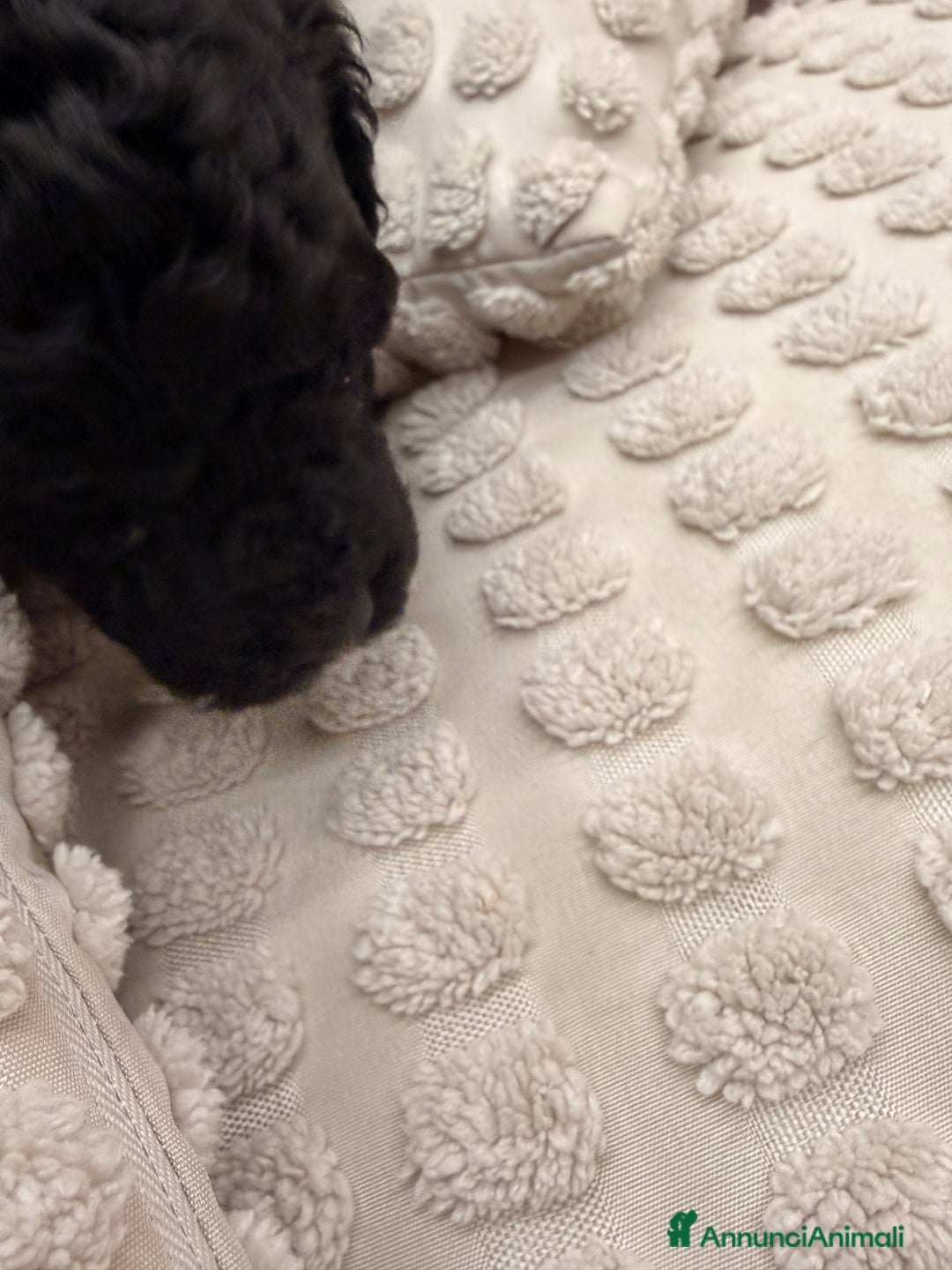 Barboncino cani in vendita: Barboncino - Annuncio 3