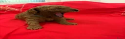 Barboncino Toy cani in vendita: Barboncini toy red brown  - Annuncio 4