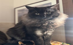 Maine Coon gatti per accoppiamento: Maschio Black Silver Maine Coon Per accopiamento a Provincia di Brescia - Immagine 2