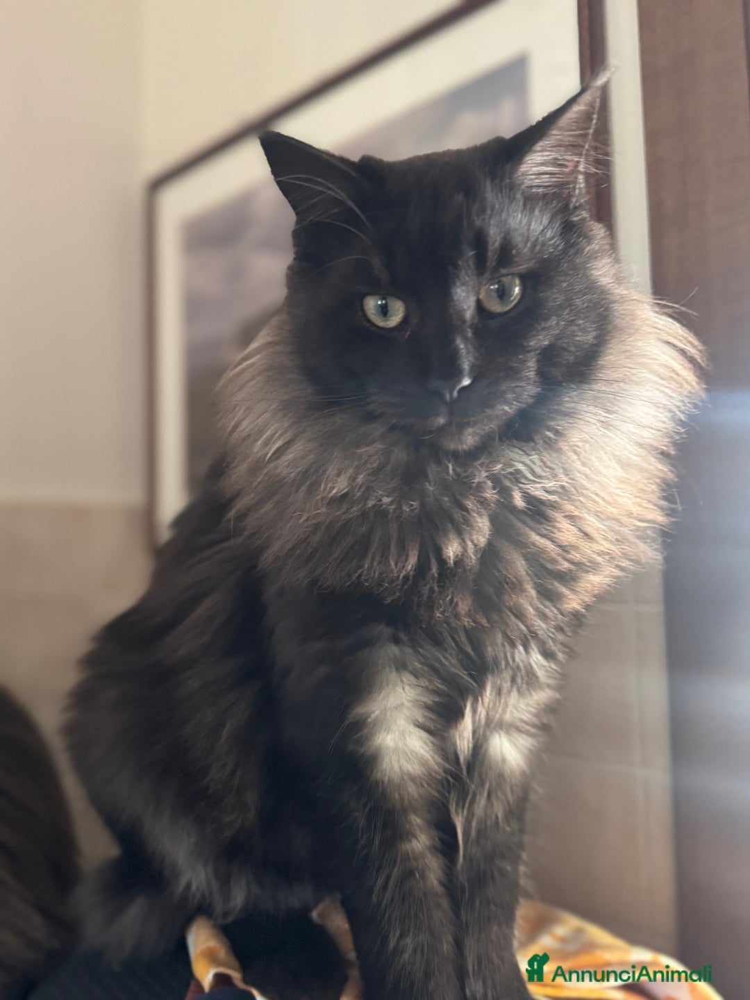 Maine Coon gatti per accoppiamento: Maschio Black Silver Maine Coon Per accopiamento a Provincia di Brescia - Immagine 2