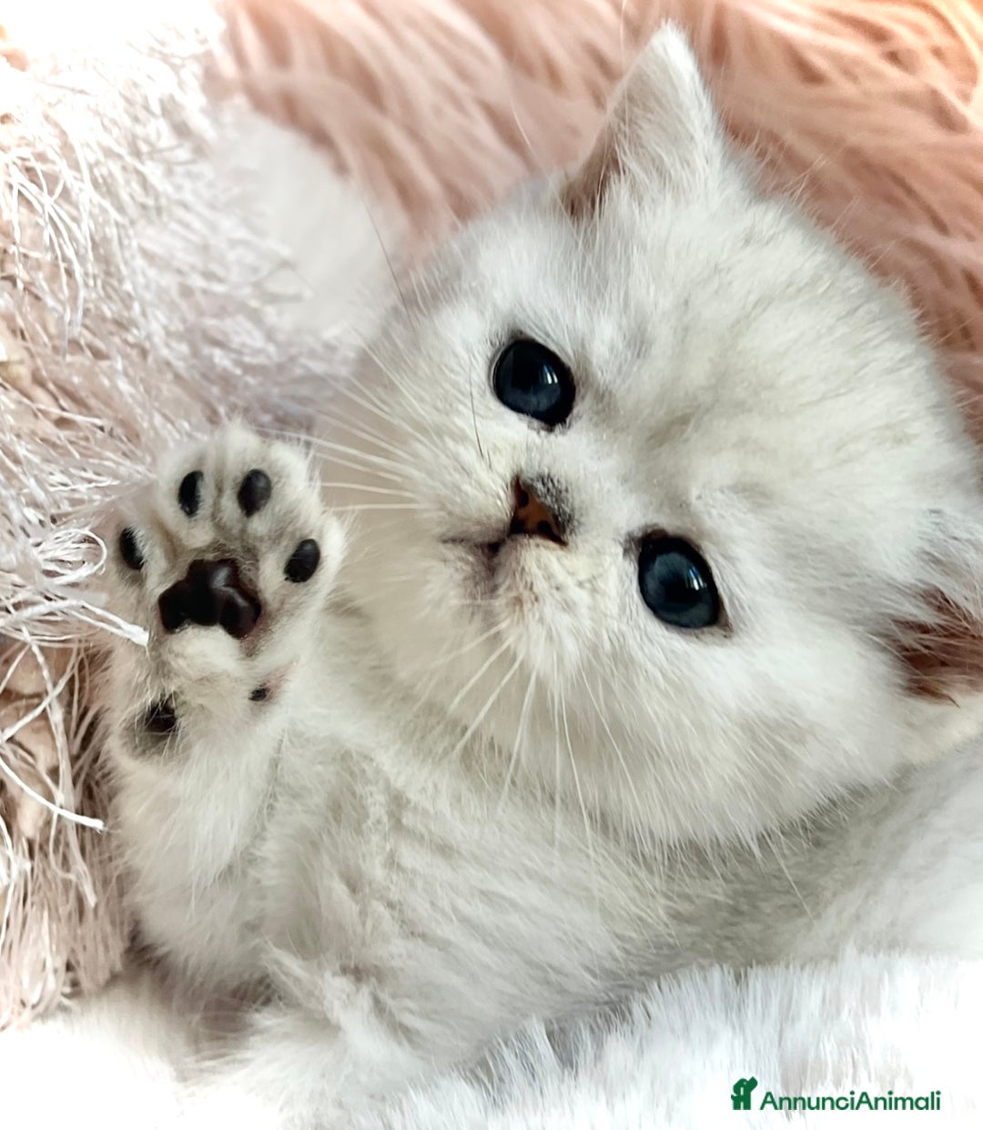 Exotic Shorthair gatti in vendita: Exotic shorthair chinchilla  - Annuncio 1