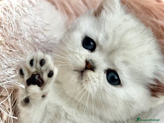 Exotic Shorthair gatti Exotic shorthair chinchilla - Annuncio 4