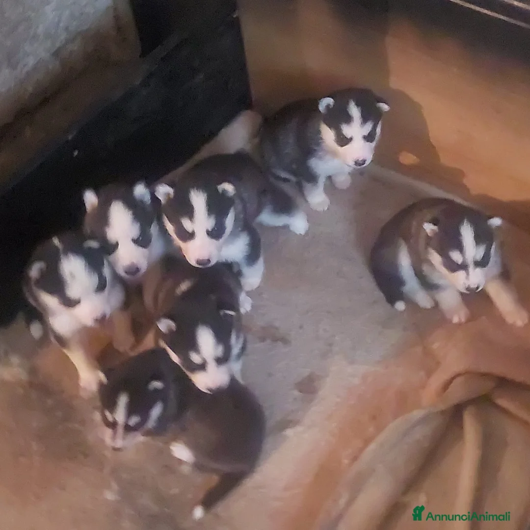 Husky cani in vendita: Cuccioli siberian husky  - Annuncio 2