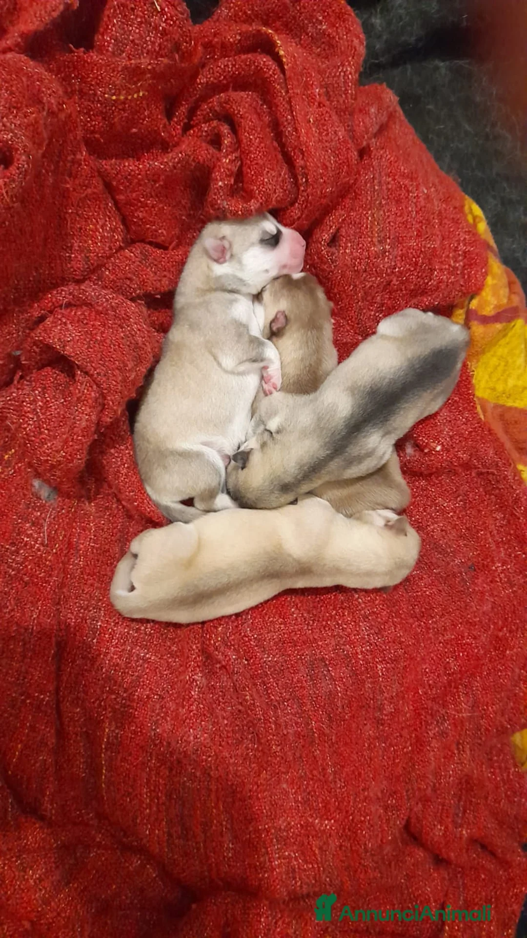 Husky cani in regalo: Husky  - Annuncio 1