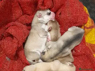 Husky cani Husky - Annuncio 5