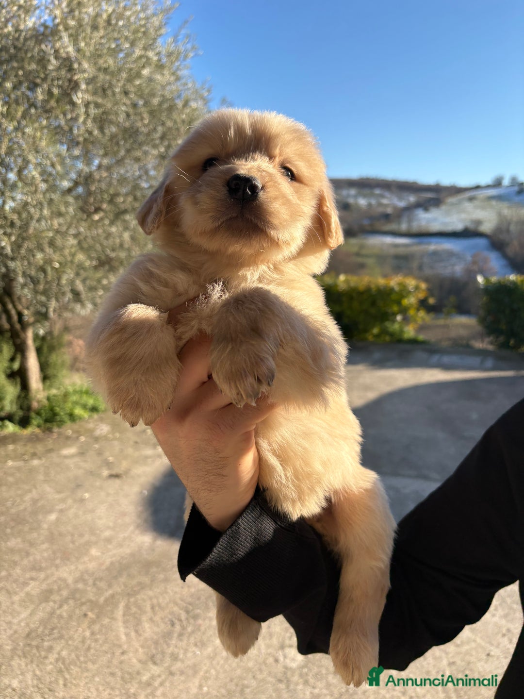 Golden Retriever cani in vendita: Golden retriever  - Annuncio 3