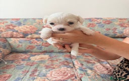 Bichon cani in vendita: Cuccioli di Bichon maltese  a Provincia di Verona - Immagine 2