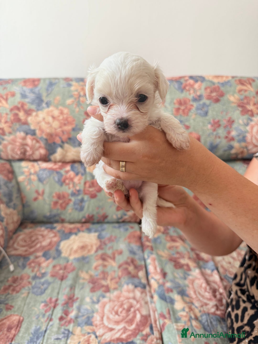 Bichon cani in vendita: Cuccioli di Bichon maltese  a Provincia di Verona - Immagine 2